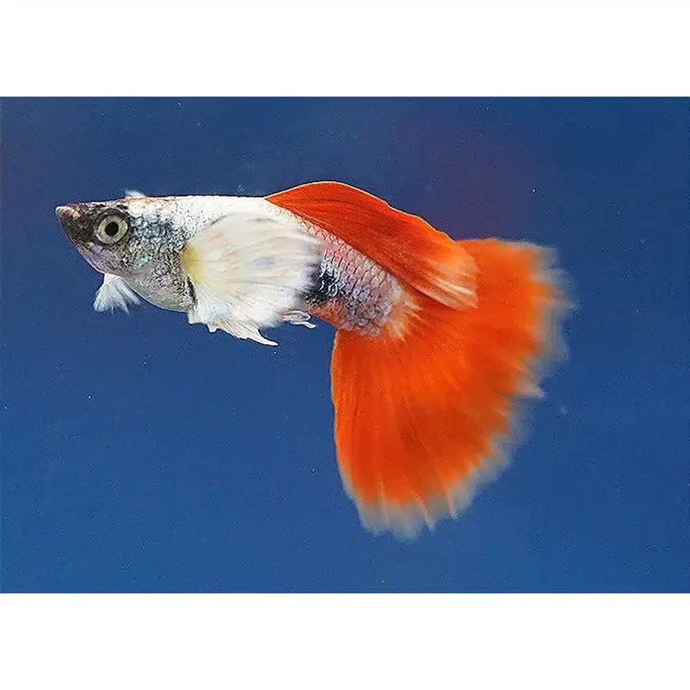 Guppy "Elephant Ear Santa Claus" PAR