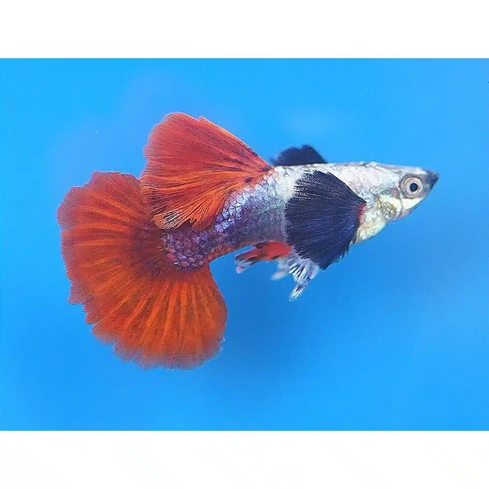 Guppy "Silver Tuxedo Dumbo" PAR