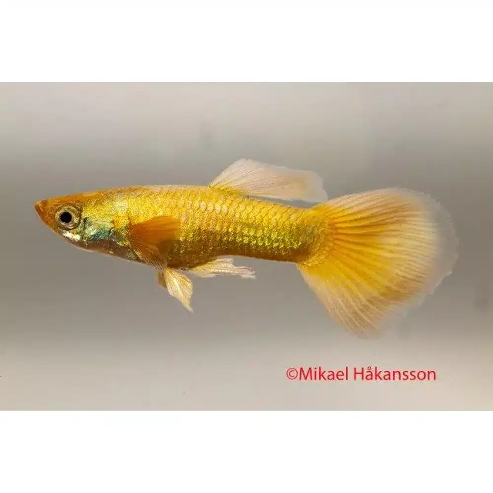 Guppy "24k Gold" PAR