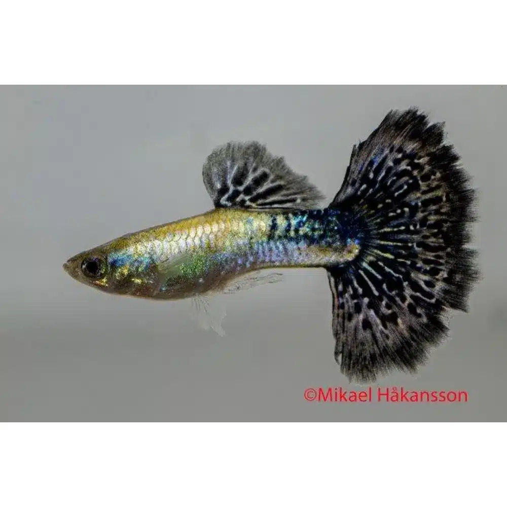 Guppy "Navy Blue Cobra" PAR