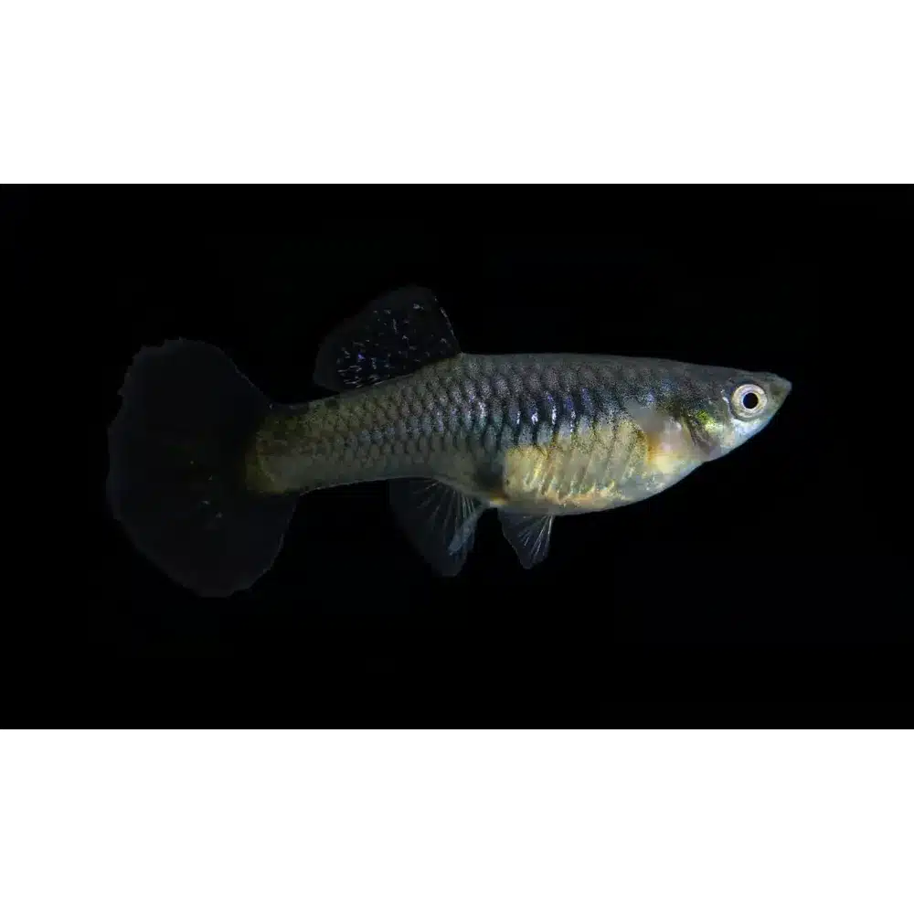 Guppy "Navy Blue Cobra" PAR - Billede 2