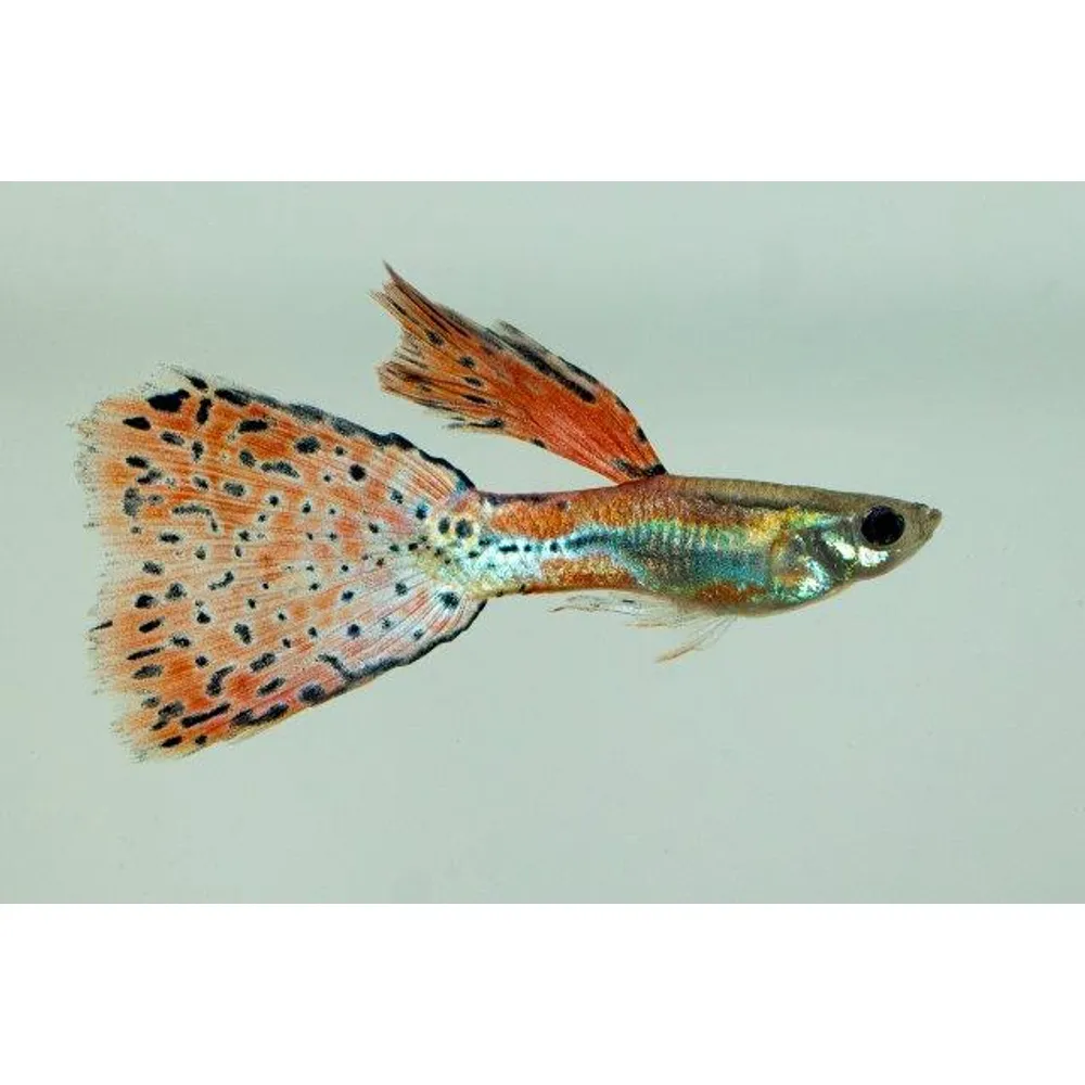 Guppy "Red Grass Tail" PAR