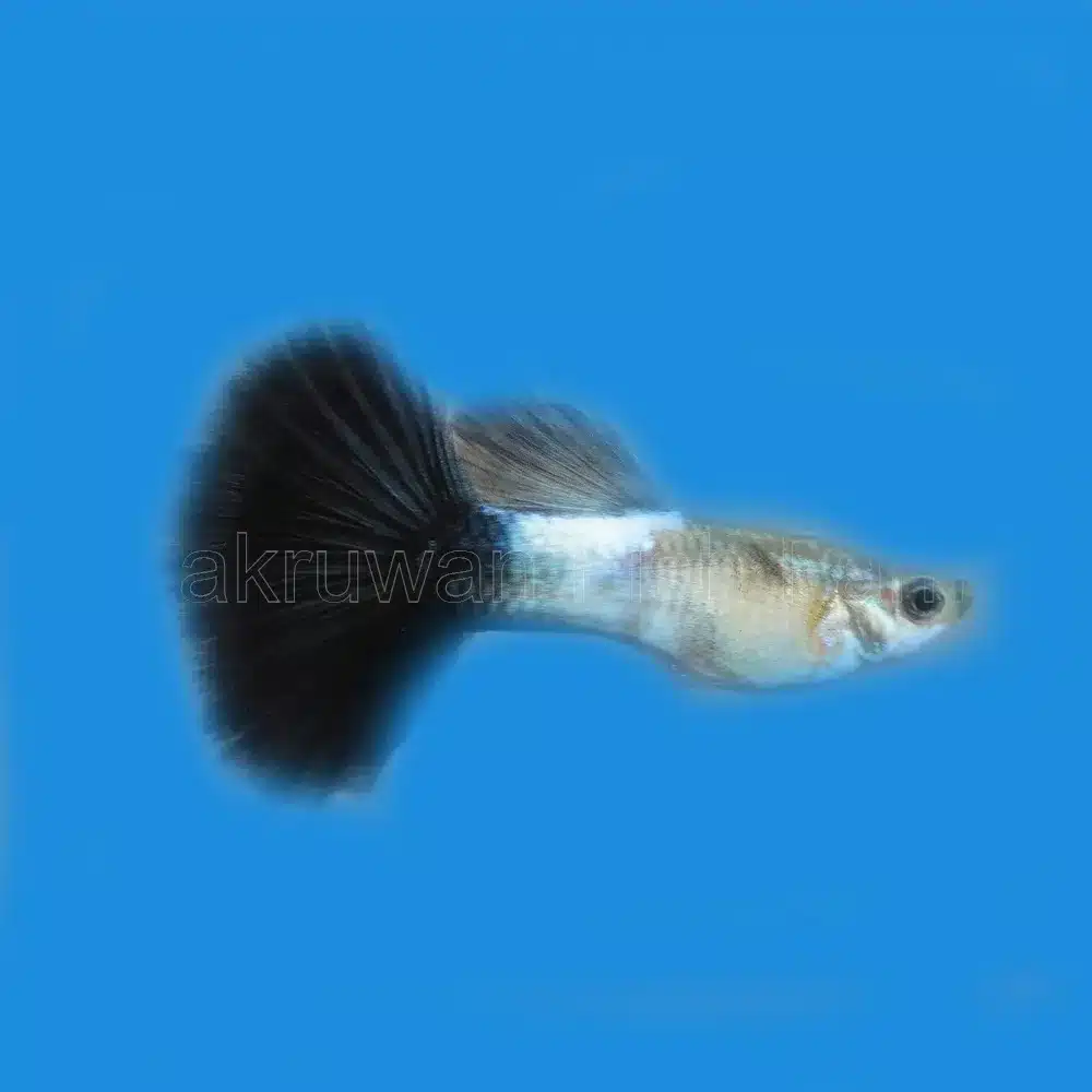 Guppy "Blue Queen" PAR