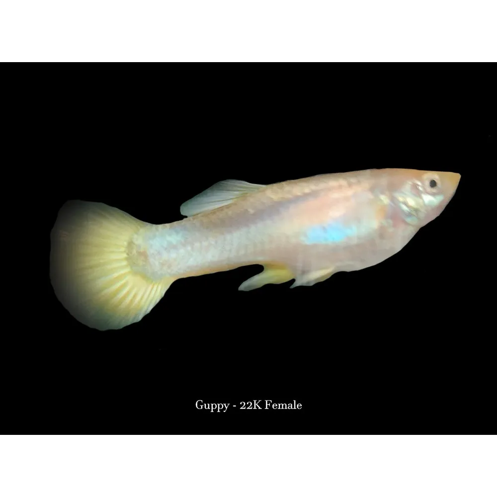 Guppy "22K Gold" PAR - Billede 2