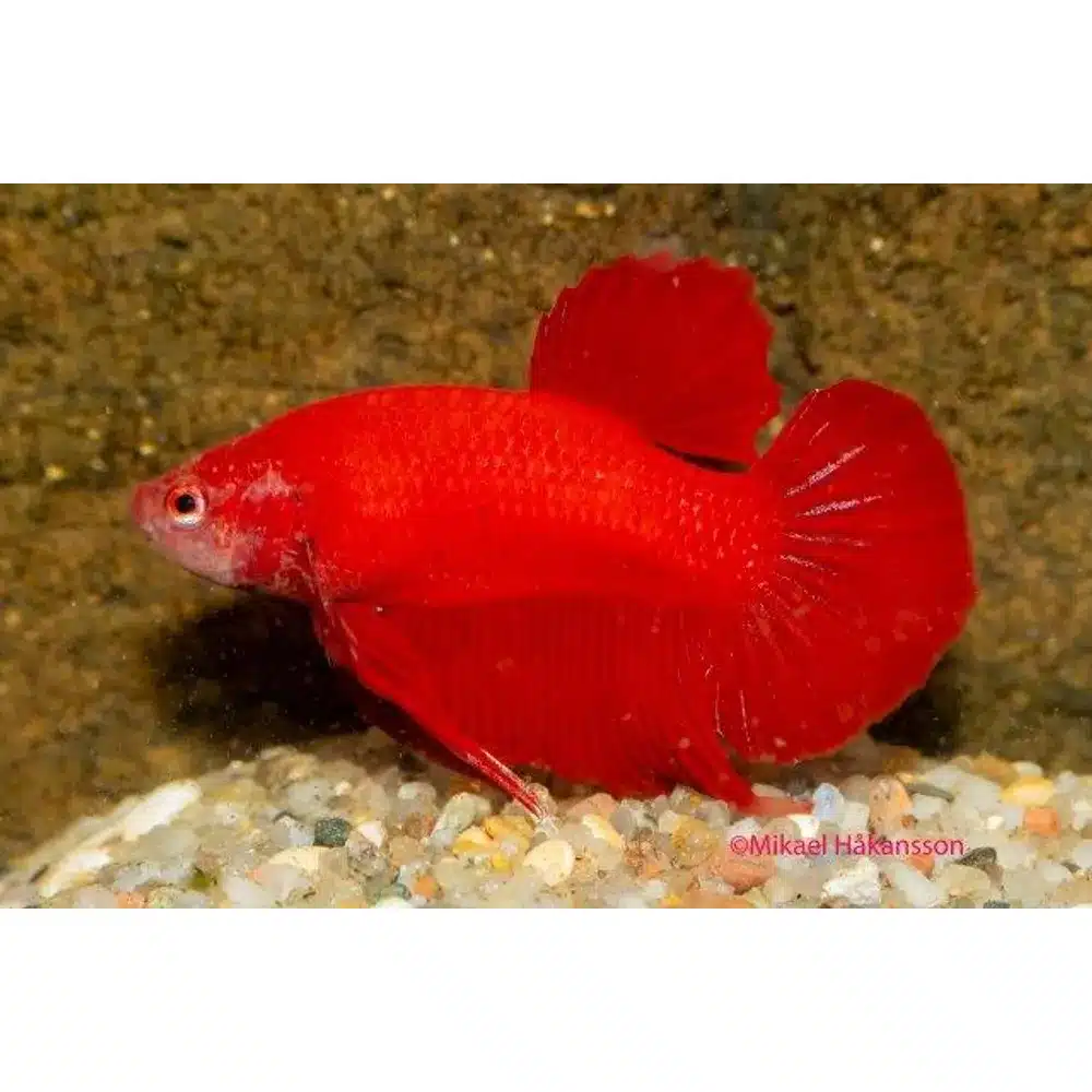 Kampfisk han, Plakat Rød