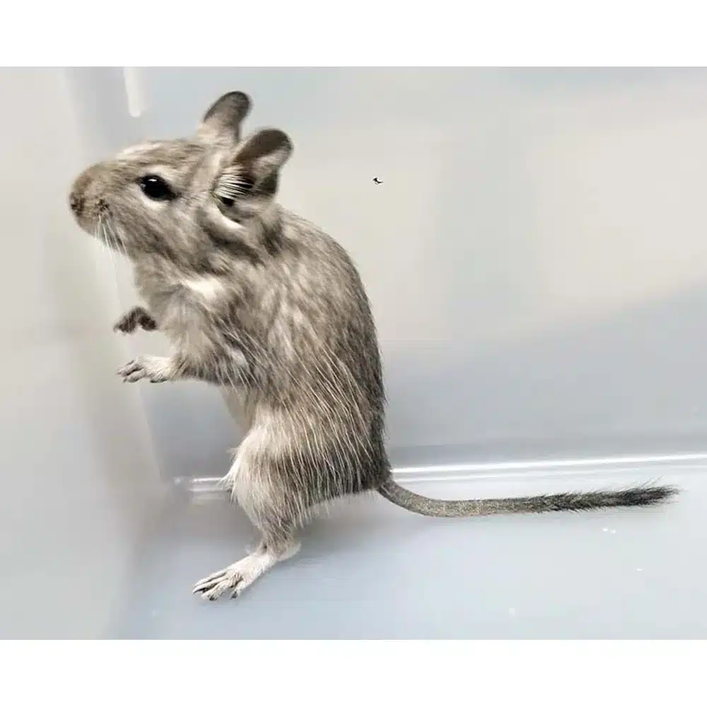 Degu Blå