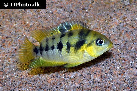 Amatitlania altoflava