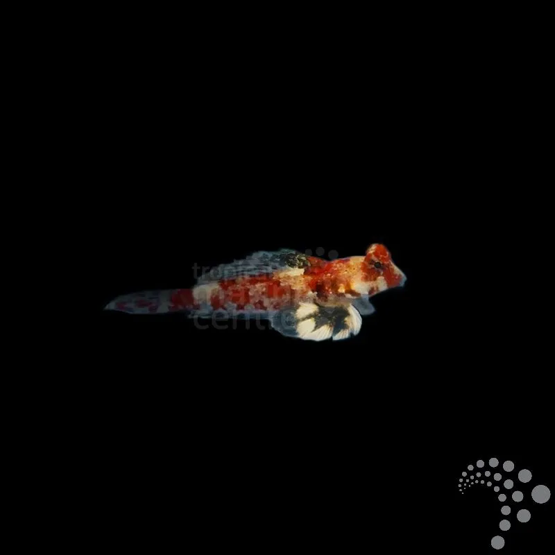 Scooter blenny pink "Synchiropus stellatus"