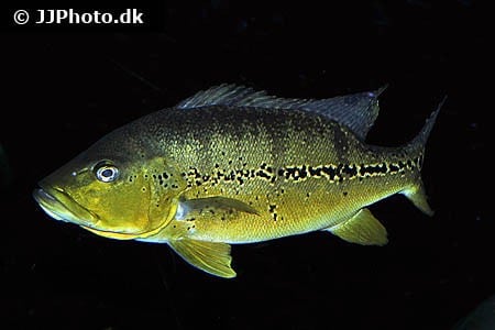 Cichla Sp. 60 cm