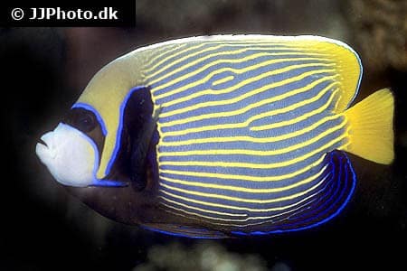 Pomacanthus imperator XL udfarvet