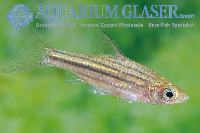 Linjebarbe "Striuntius lineatus"