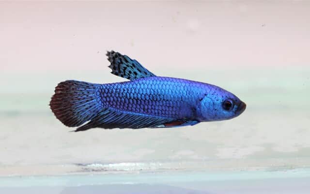 Kampfisk han, Alien Blue