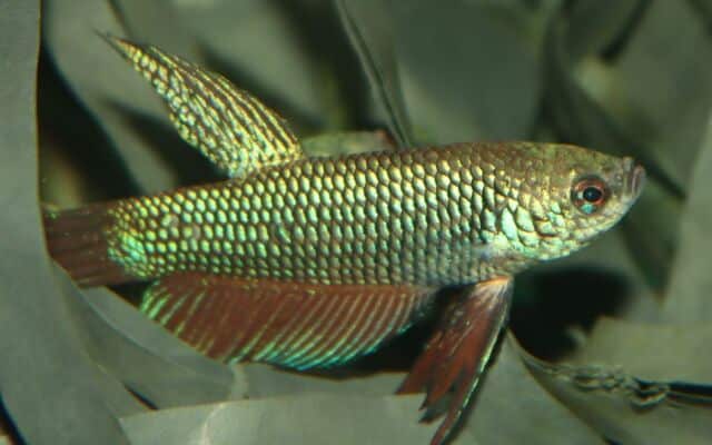 Vild kampfisk, Betta smaragdina