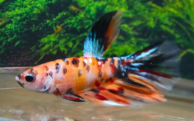 Kampfisk han, Super Delta Nemo