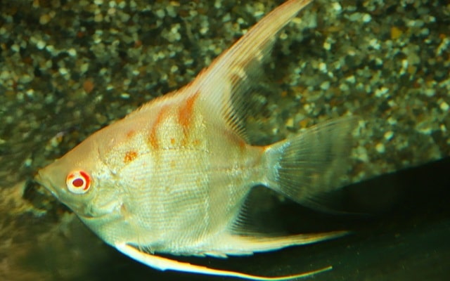 Scalare Manacapuru albino