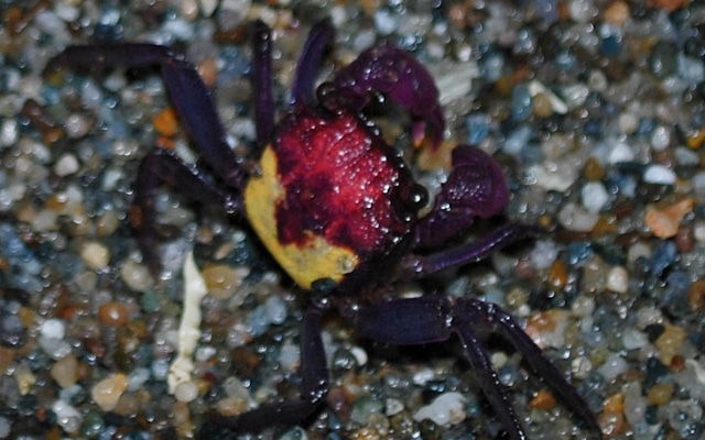 Vampyr krabbe "Geosesarma sp. metallic"