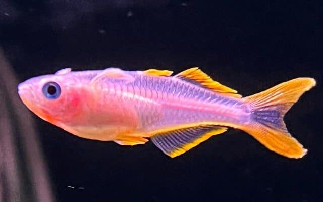 Pseudomugil furcatus "Gaffelhalet Regnbuefisk blond"