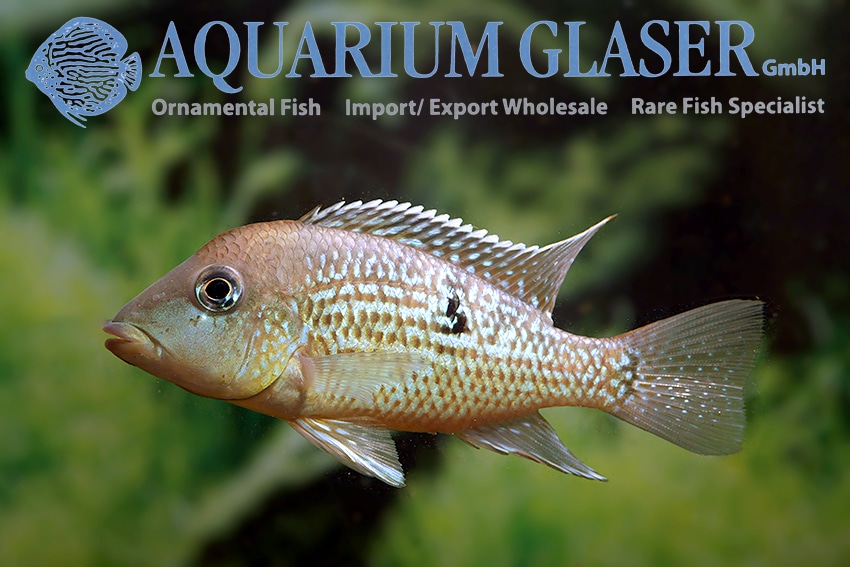 Geophagus Sp. Alto Sinu