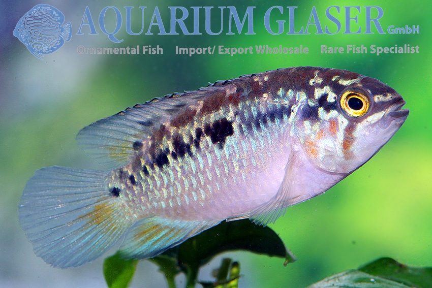 Ivanacara bimaculata