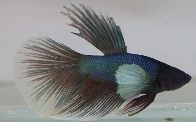 Kampfisk han, Super Delta Dumbo