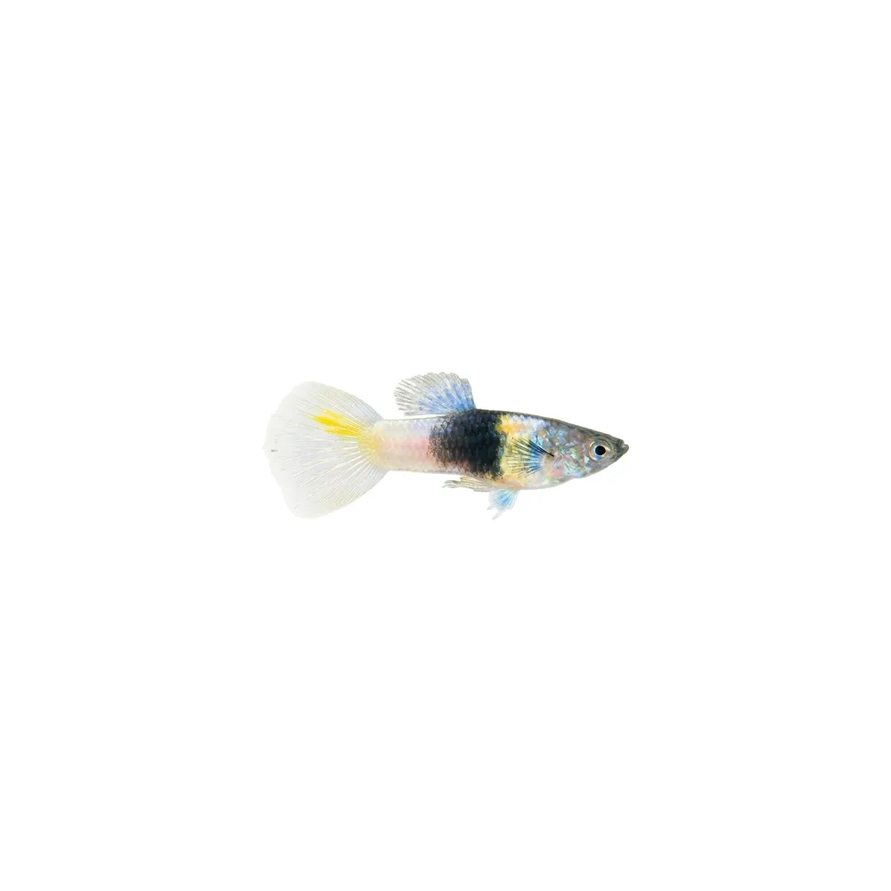 Guppy "Silver Droll Bumble Bee" PAR