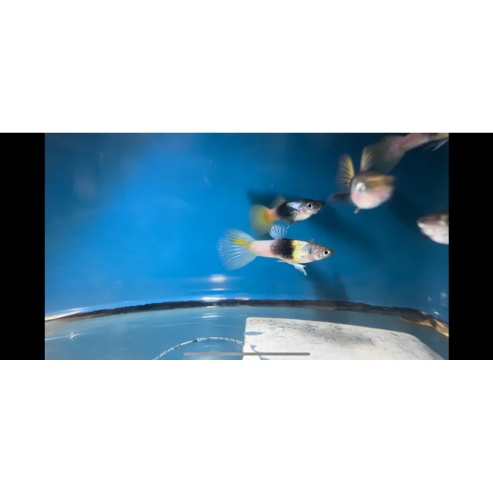 Guppy "Silver Droll Bumble Bee" HAN