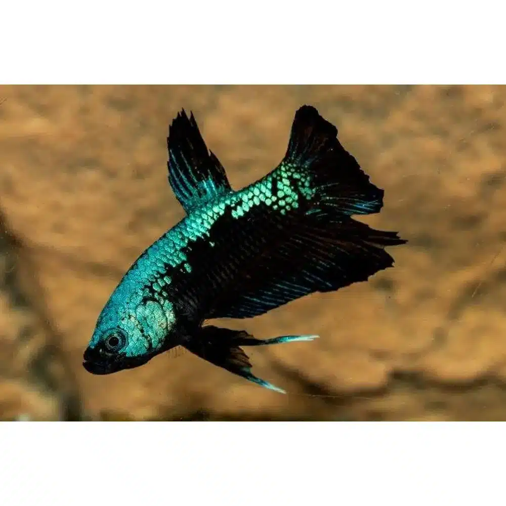 Kampfisk han, Plakat Green Samurai