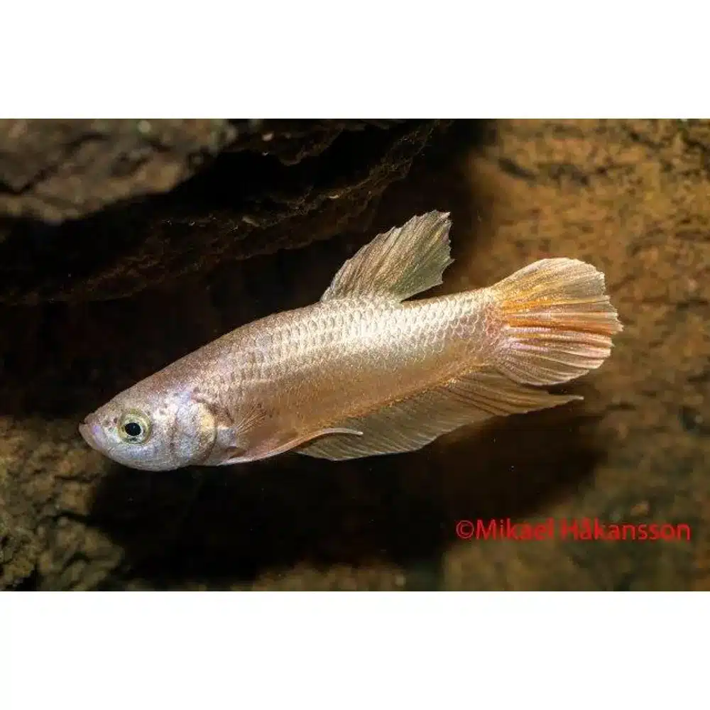 Kampfisk han, Plakat Gold