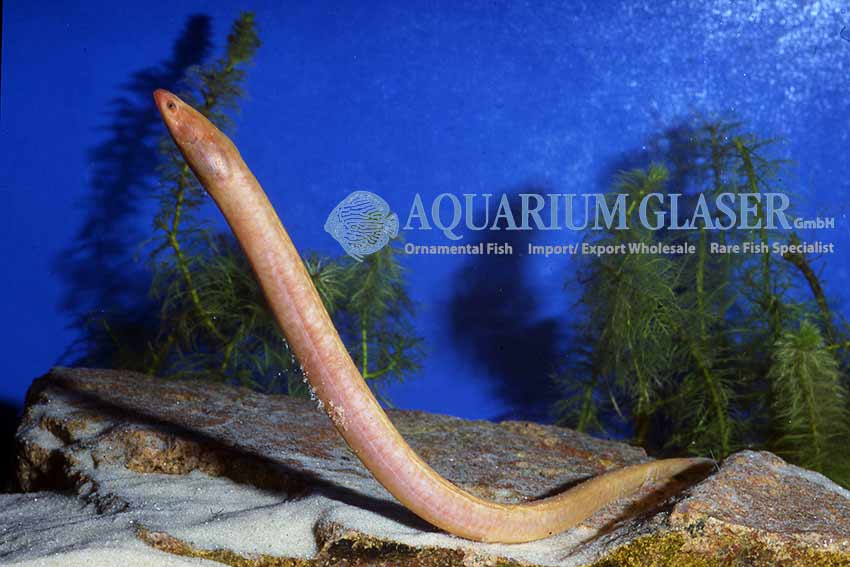 Monopterus albinus XL