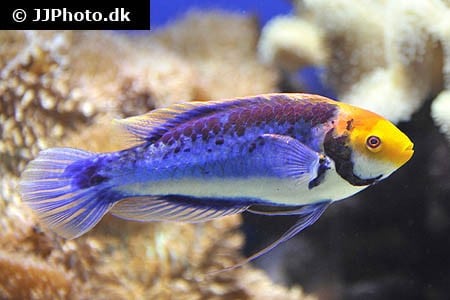 Cirrhilabrus solorensis