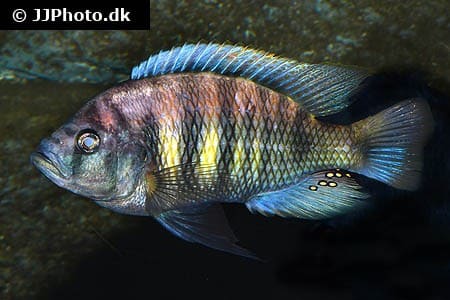 Haplochromis obliquidens 8-10 cm