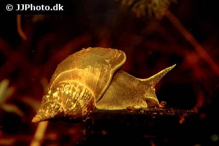 Stor mosesnegl "lymnaea stagnalis"