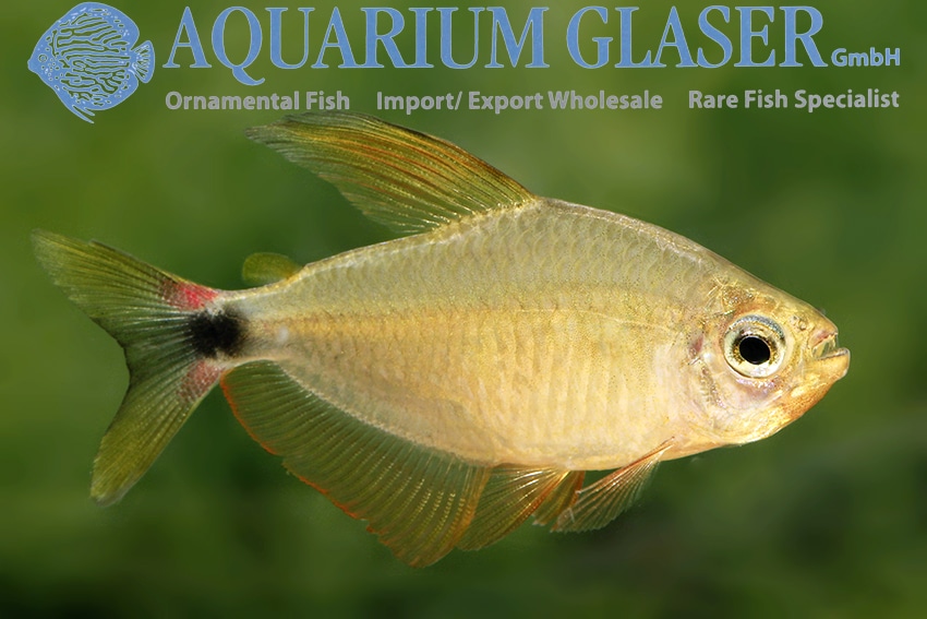 Hyphessobrycon procyon