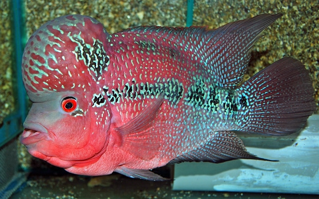 Flowerhorn cichlide "Sunset red" 6-7 cm