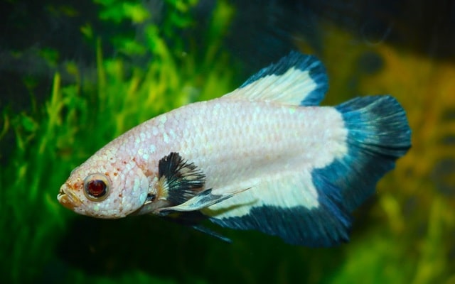 Kampfisk han, Plakat Blue Rim