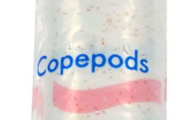Copepods 100ml