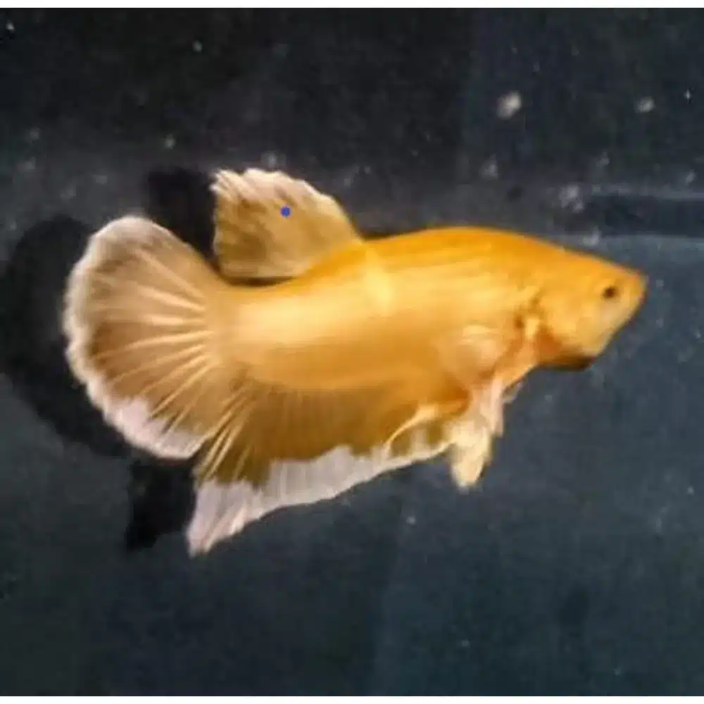 Kampfisk han, Dumbo Gold