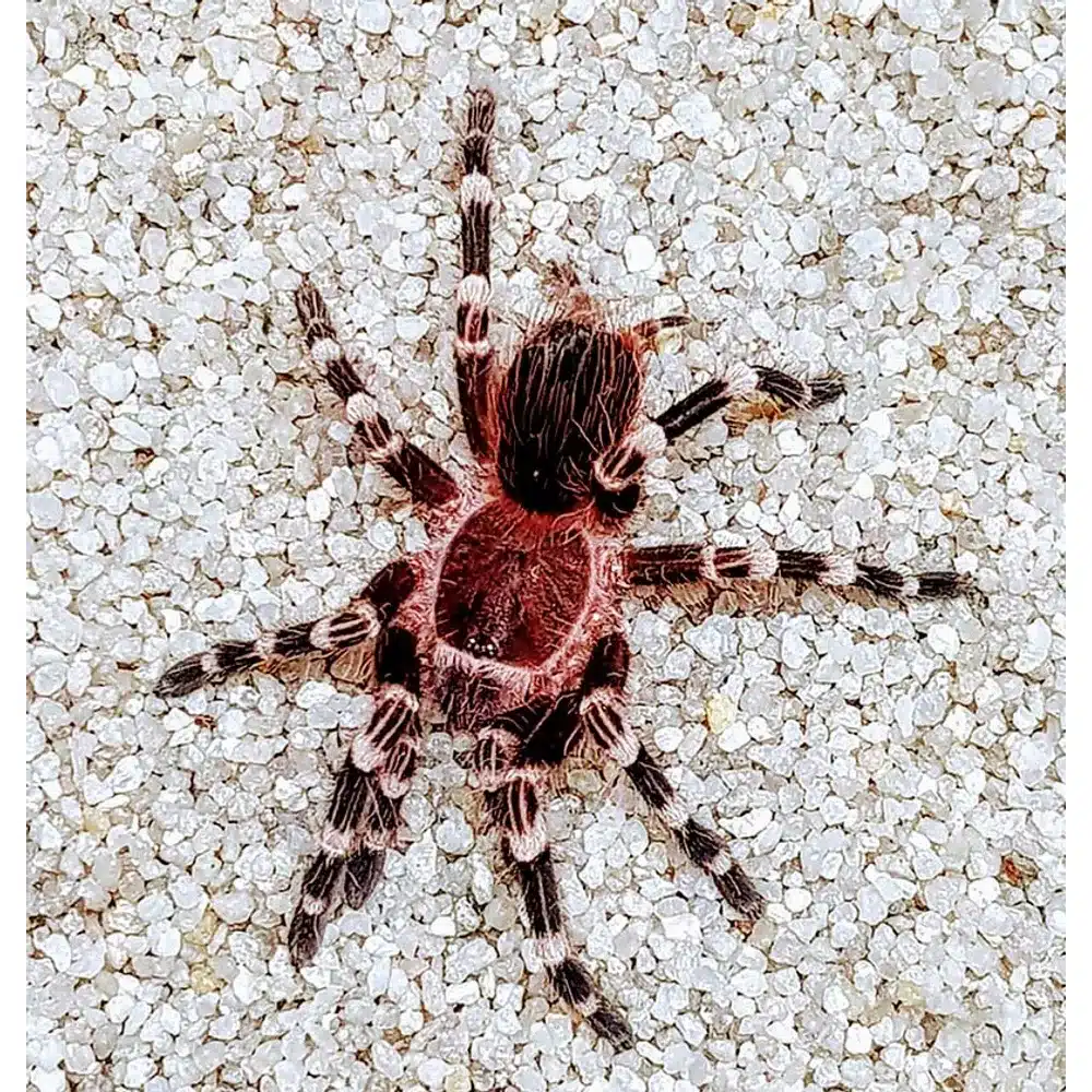 Acanthoscurria geniculata + terrarie