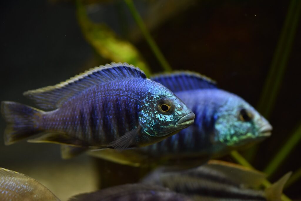 F1 1,1 Placidochromis sp. "Jalo reef" XL