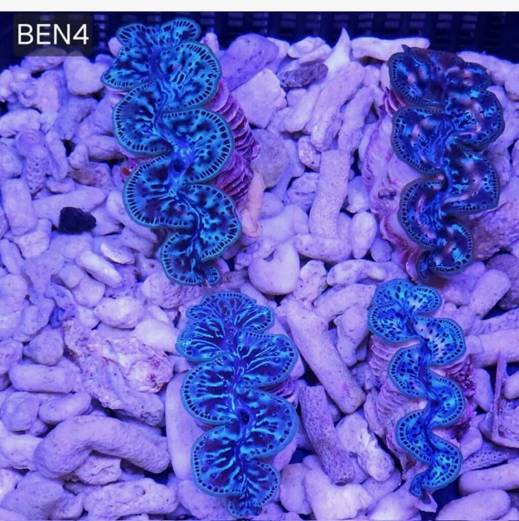 Tridacna maxima "Ultra Blue"