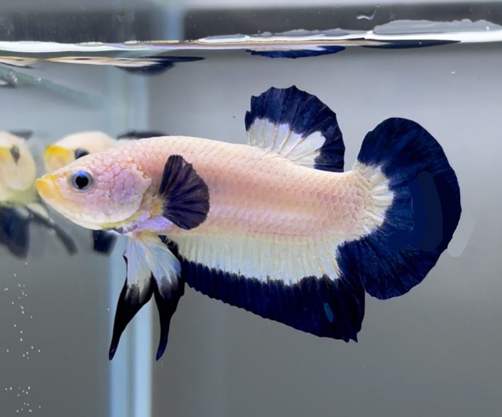 Kampfisk han, Plakat Blue Rim