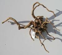 Desert Root S (15-28 cm.)