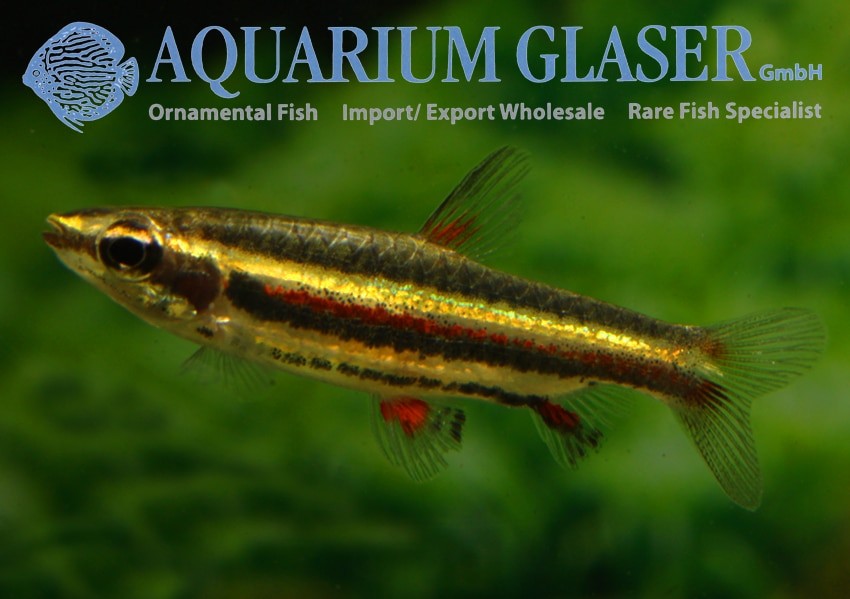 Dværg blyantfisk "Nannostomus marginatus"