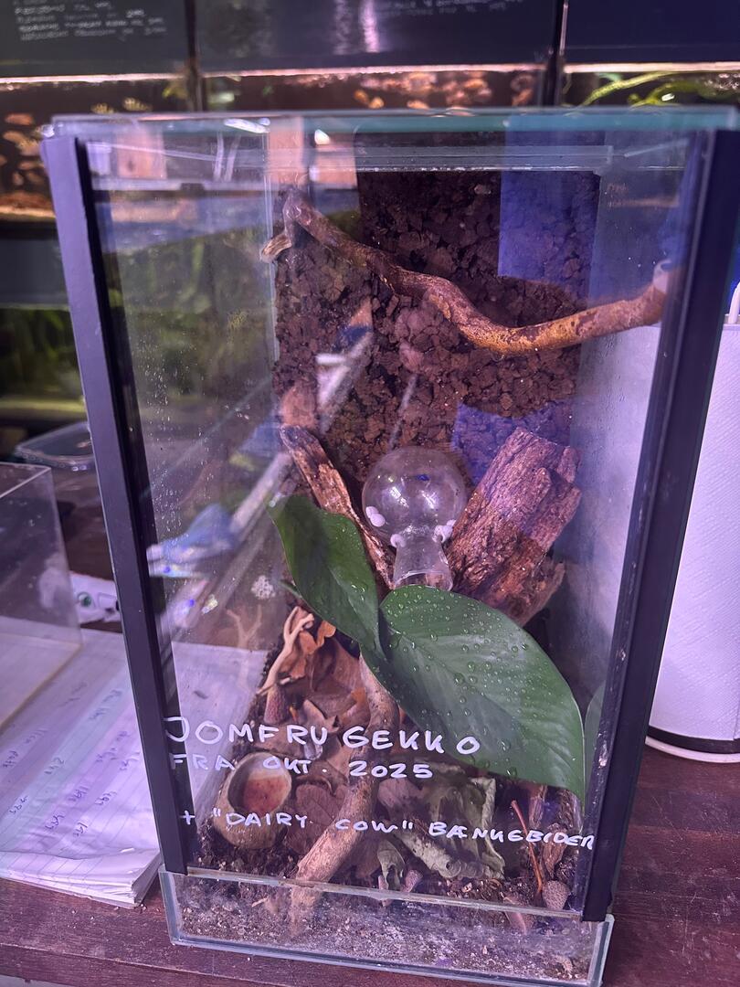 Jomfrugekko unger + terrarie