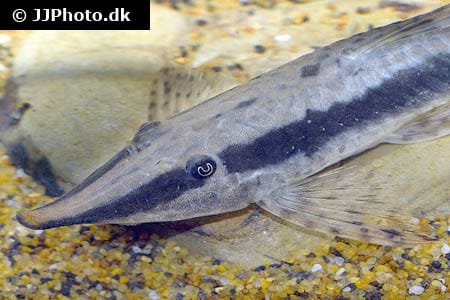 Sturisoma nigrirostrum