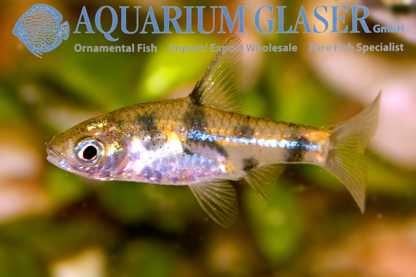 Pethia gelius
