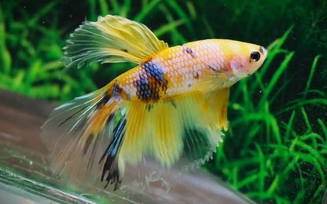 Kampfisk han, Halfmoon yellow galaxy