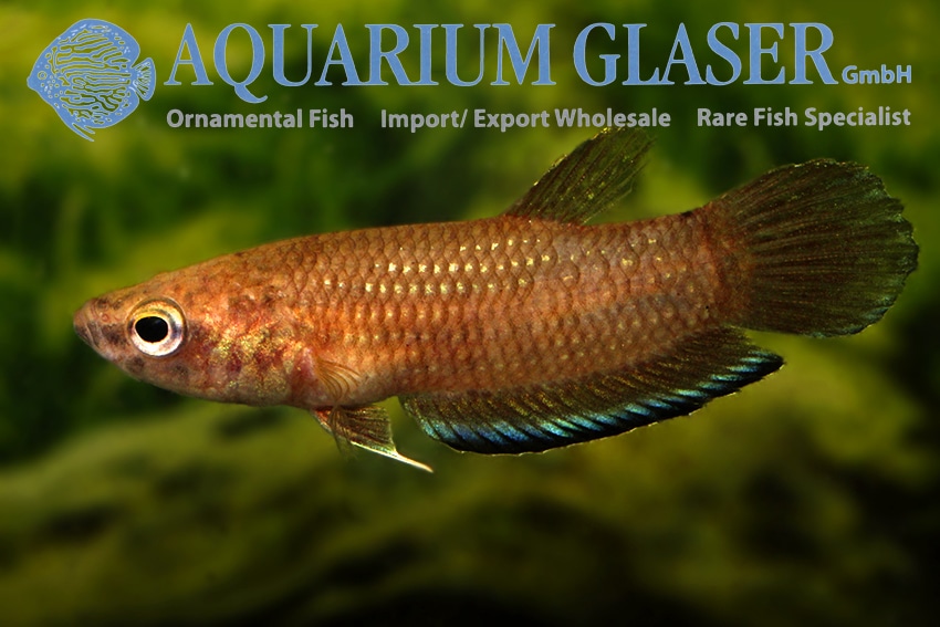 Vild kampfisk, Betta simplex