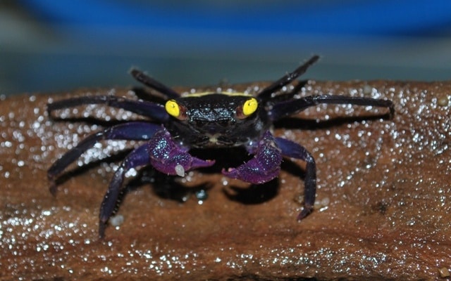 Vampyr krabbe "Geosesarma bicolor"