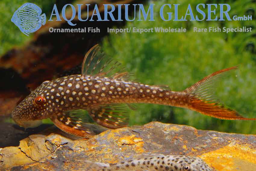 L178 Lasiancistrus sp.